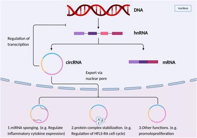 Newly discovered circRNAs in rheumatoid arthritis, with special emphasis on functional roles in inflammatory immunity